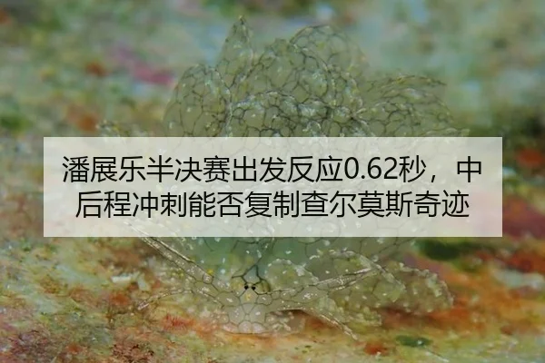 潘展乐半决赛出发反应0.62秒，中后程冲刺能否复制查尔莫斯奇迹